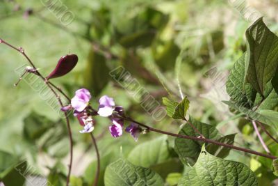 purple vine flowers