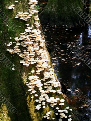 fungi on Cypress