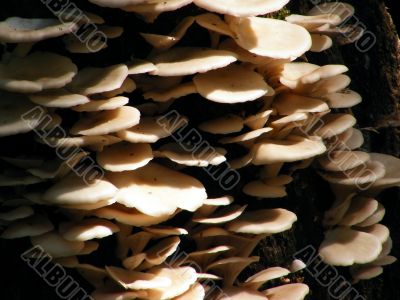 Closeup of fungi on Cypress