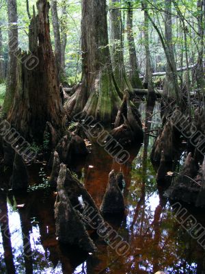 Cypress trees and knees
