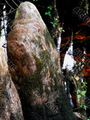 Cypress Knee in the Swamp