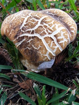 Fungi Mushroom
