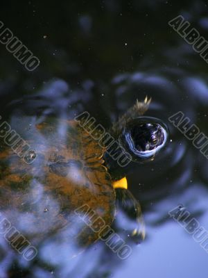 Turtle in Swamp