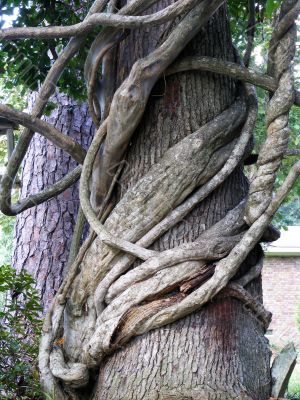 Wisteria Vines Wrap Oak tree