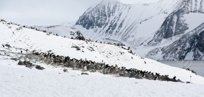 Adelie penguin rookery
