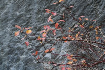 Red osier dogwood branches