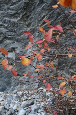 Red osier dogwood branches