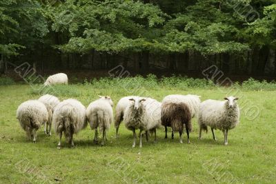 Dutch sheep