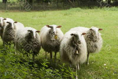 Dutch sheep