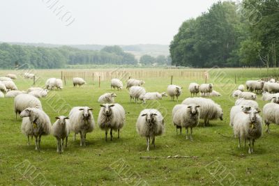 Dutch sheep