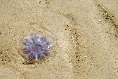 Jelly-fish