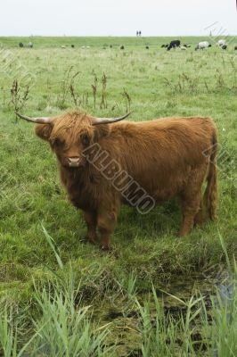 Scotch Highlander cow