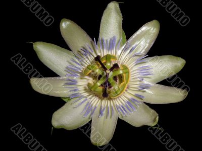 Passion Flower Isolated over Black