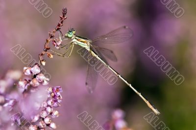 dragonfly on heather