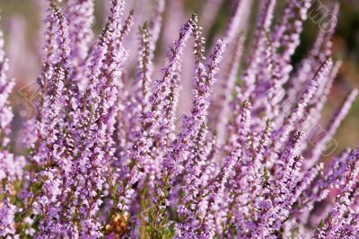 pink heather