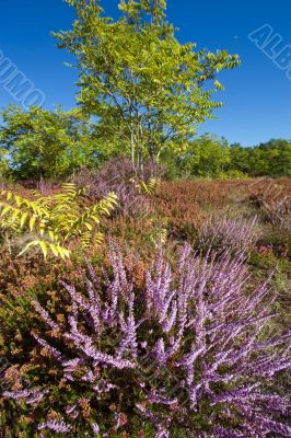 heather and trees