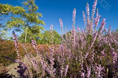 pink heather and trees