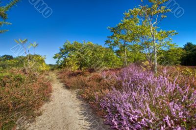 wild nature path