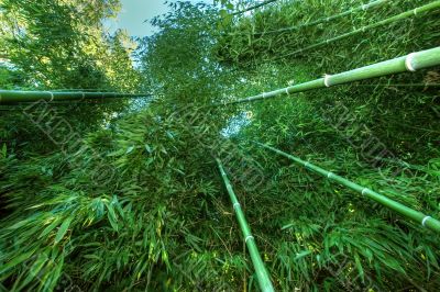 bamboo wide angle 2