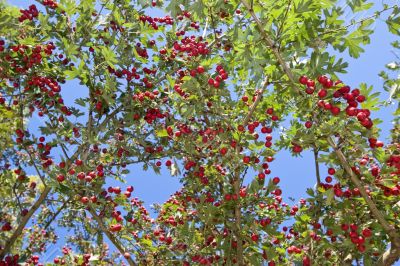 hawthorn against blue sky