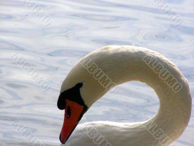 portrait of swan