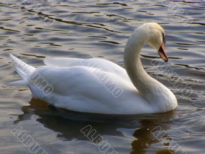 swan on the lake