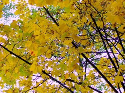 autumn