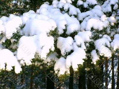 snow-bound branch