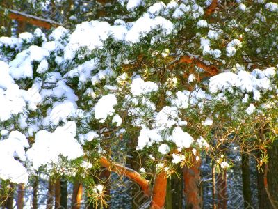 snow-bound branch
