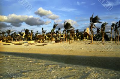 Mexico Palm trees