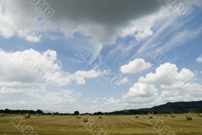 landscape with hay