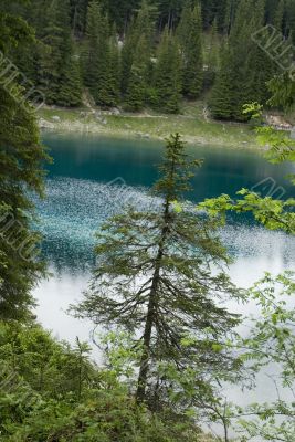 Conifer in front of blue lake