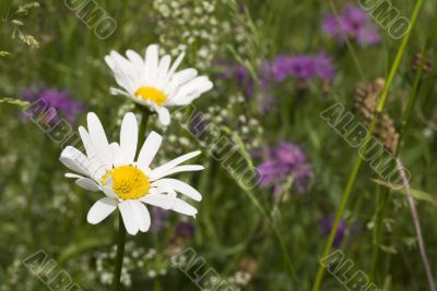 wild flowers with daisy