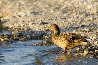 ordinairy duck with sunset