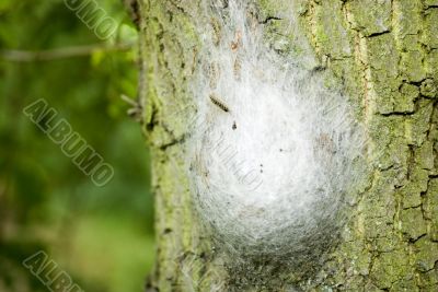Oak Processionary