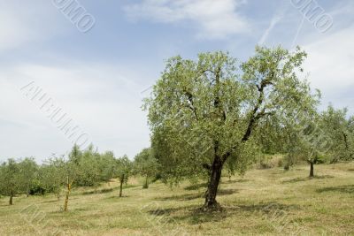 Olive Orchard