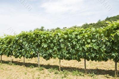vineyard