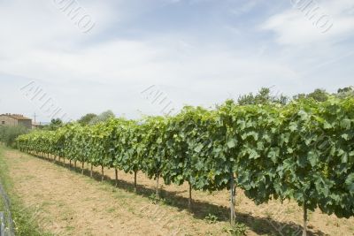 Vineyard