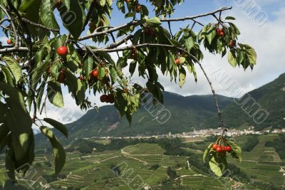 Cherries