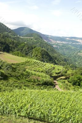 vineyard
