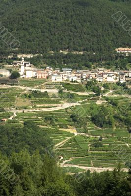 Vineyards in Italy