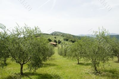 Italian Olive orchard