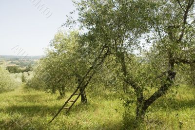Olive harvest