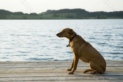 sitting dog