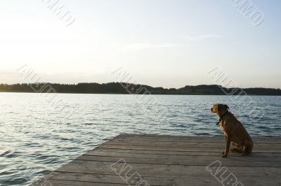 Thinking dog