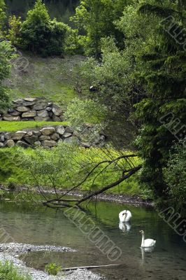Swans in a landscape