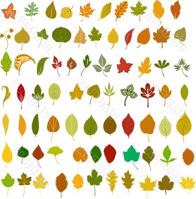 Leaves - vector