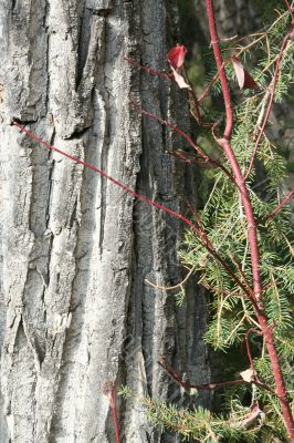 Red osier dogwood branches