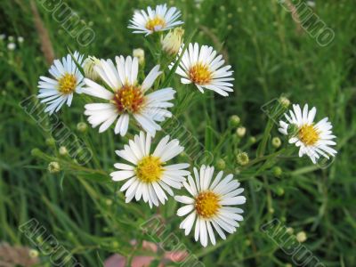 nice little white flowers