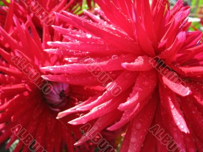 beautiful bright flowers